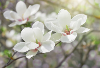 White Magnolia flower blooming on background of blurry white Magnolia on Magnolia tree. 