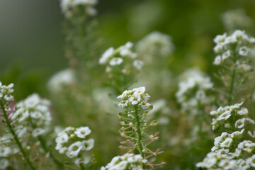 wild flowers in the field
