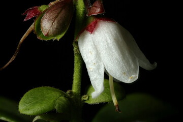 Cowberry (Vaccinium vitis-idaea). Flower Closeup