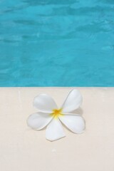 Fototapeta na wymiar frangipani flower exotic tropical poolside background for spa resort vacation travel with copy space stock photo photograph image picture 