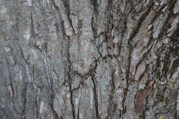 old tree bark