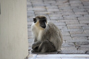 green monkey native to Barbados seen across Island. the green monkey they are friendly and regular in scavenge place routine  