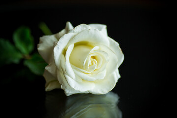one beautiful white rose on black background