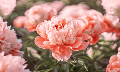 Peony flower blooming on a background of blurry flowers of peonies. Nature.