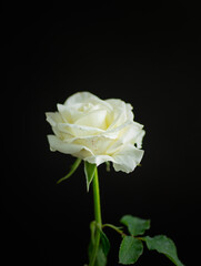 Fototapeta premium one beautiful white rose on black background