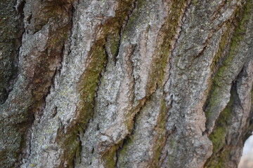 old tree bark