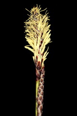Rare Spring Sedge (Carex ericetorum). Inflorescence Closeup