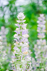 Fototapeta premium blooming sage (Salvia officinalis) in the garden close-up