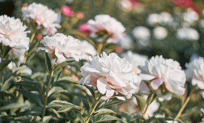 Obraz na płótnie Canvas White flowers peonies flowering on background pink peonies. Peonies garden. Nature.
