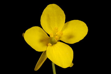 Turnip Rape (Brassica rapa). Flower Closeup