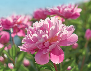 Fototapeta premium Pink flower peonies bloom in summer garden on blurry pink peonies flower background. Nature. 