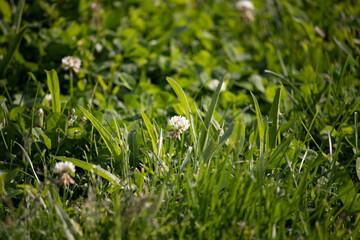 green grass in the garden