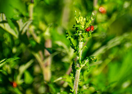 ladybud on a green leaf