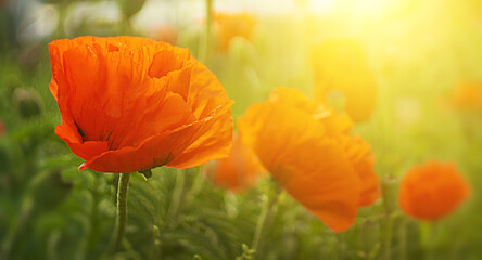 Flower poppy flowering in poppies field.