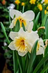 Obraz premium White daffodils are fragrant first spring flowers. Narcissus-decoration of spring parks and squares. Used in landscape design. Close up.