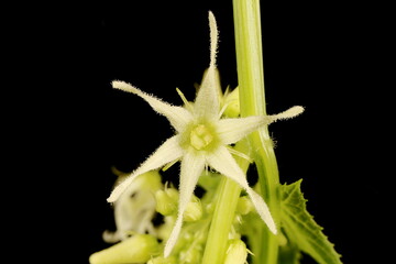 Wild Cucumber (Echinocystis lobata). Flower Closeup