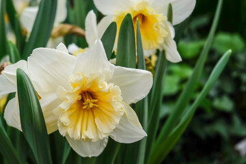 White daffodils are fragrant first spring flowers. Narcissus-decoration of spring parks and squares. Used in landscape design.  Close up.