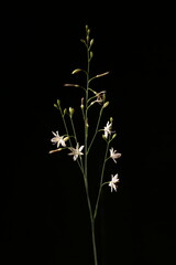 Fototapeta na wymiar Branched St. Bernard's-Lily (Anthericum ramosum). Inflorescence Closeup