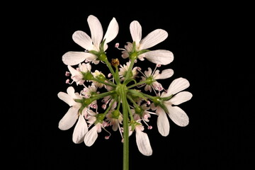 Coriander (Coriandrum sativum). Inflorescence Detail Closeup