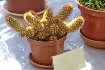 Many different cacti in flowerpots  in flowers store. Garden center with lot potted small cactus plants sale on flower market. Various succulent in pots retail.