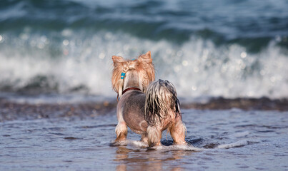 wet dog looks at the sea beach, yorkshire terrier