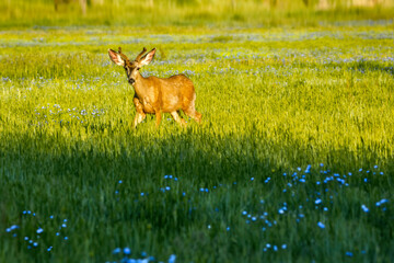Deer in the golden sunlight with blue flowers growing in the green grass