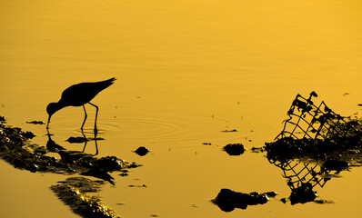 Willet Feeding with Man's Discarded Trash In a Golden Evening Glow