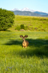 Deer in the golden sunlight with Mountains in the background