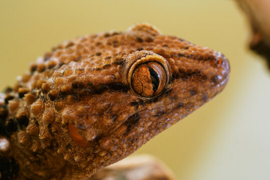 Head of a Bibron's thick-toed gecko
