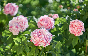 Beautiful rose flowers blooming in the rose garden. Nature.