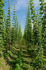 Hopfen Feld Bayern Bier