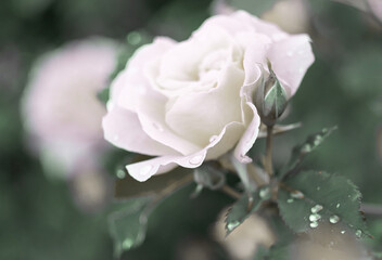 White Rose flower on background blurry white roses flower in the garden of roses. Nature.    