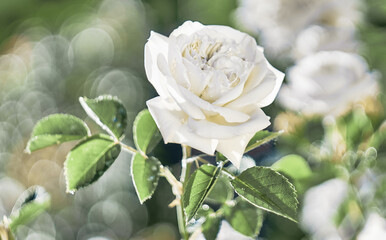 White Rose flower on background blurry white roses flower in the garden of roses. Nature.    