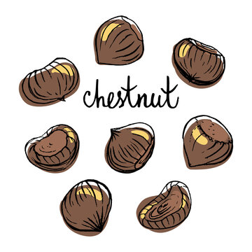 Chestnut. Colorful pencil line sketch collection of chestnuts isolated on white background. Doodle hand drawn fruit icons. Vector illustration
