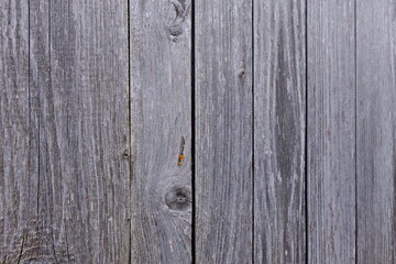 Old wooden boards with traces of paint. Wood texture. Background with a natural pattern. Horizontally. Gray.