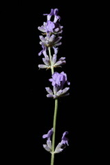 English Lavender (Lavandula angustifolia). Inflorescence Closeup