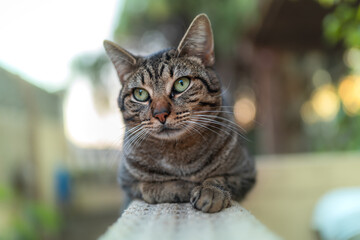 Naklejka na ściany i meble gato atigrado de color gris y ojos verdes en un jardin. Vista frontal