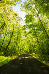 Road through beautiful summer Forrest canopy. 