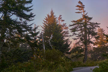 Foggy sunset through forest in Great Smoky Mountains
