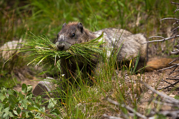 Closeup of a marmot busy at work at Mt Rainier National Park in Washington state