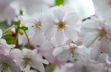 Fototapeta premium Flowers Sakura flowering on spring sakura tree. Nature.