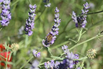 beautiful field lavender photographing smell bee flowers color