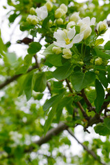 Fototapeta premium Beautiful blooming apple trees in spring park close up. Apple blossom flowers in spring. Nature background. Apple flowers on blue sky.