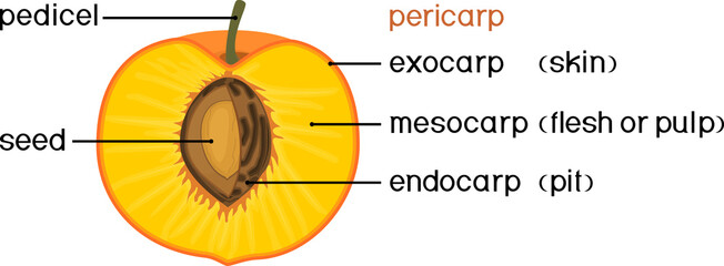 Structure of drupe or stone fruit (peach) with title