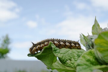 Hairy larva of the Caterpillar of the Cocoonworm grass crawling on a green leaf of burdock against the sky closeup, selective focus