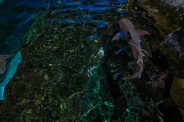 Shark in Ripley's Aquarium of the Smokies in Gatlinburg with a big tanks with fish