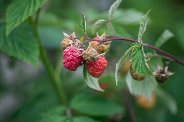 closeup of raspberries in a field