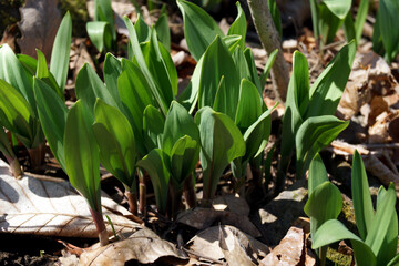 Horizontal image of ramps (Allium tricoccum), a native wildflower with edible shoots, growing in a woodland setting