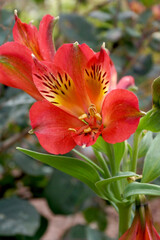 Obraz na płótnie Canvas Vertical closeup of the flowers of 'Inca Red' Peruvian lily (Alstroemeria 'Inca Red')