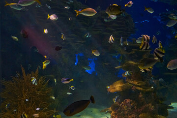 Obraz na płótnie Canvas Ripley's Aquarium of the Smokies in Gatlinburg with a big tanks with fish